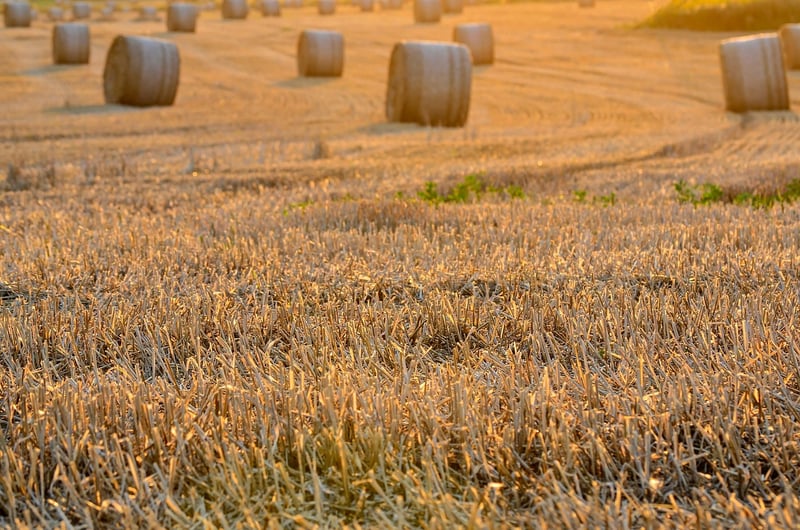 Shared Harvests